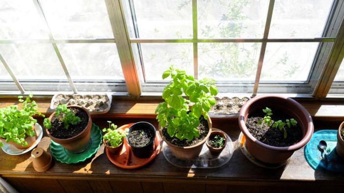 Tren Berkebun di Rumah Tetap Digemari